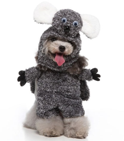 raccoon